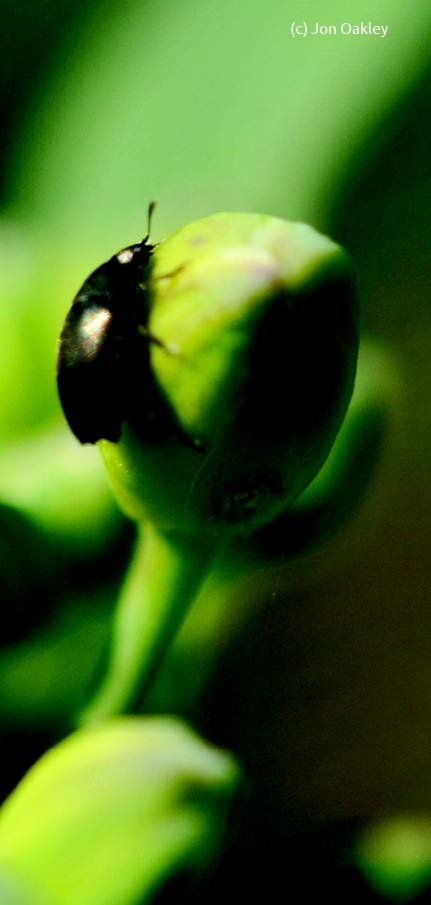 Pollen beetle on an oilseed rape bud